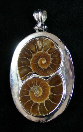 Whole Polished Ammonite Pendant #1855